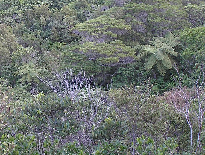 Cyathea medullaris