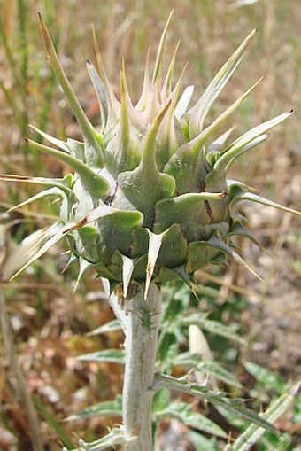 Cynara cornigera