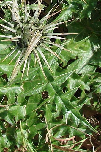 Cynara cornigera