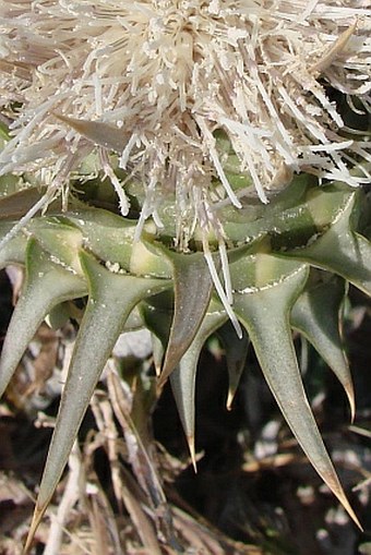 Cynara cornigera