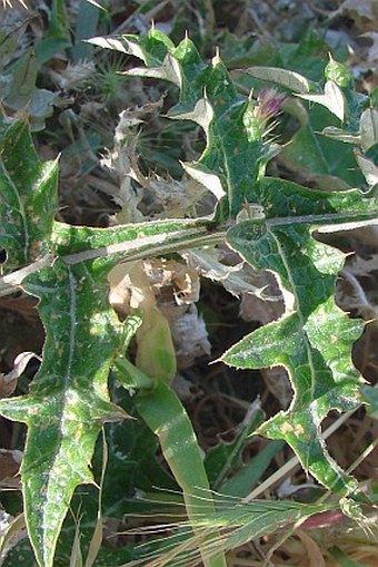 Cynara cornigera