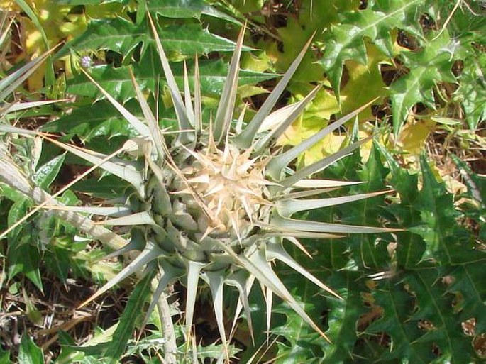 Cynara cornigera