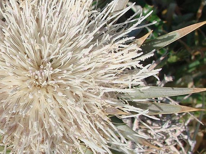 Cynara cornigera