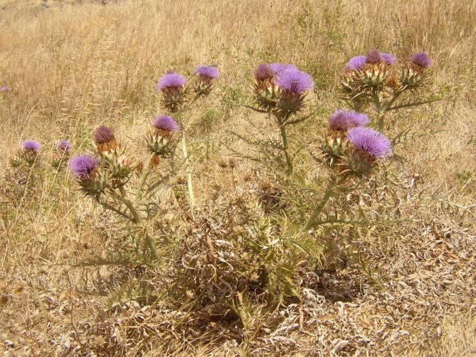 Cynara cardunculus