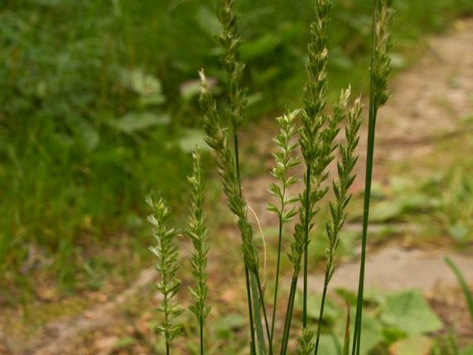 CYNOSURUS CRISTATUS L. – poháňka hřebenitá / hrebienka obyčajná