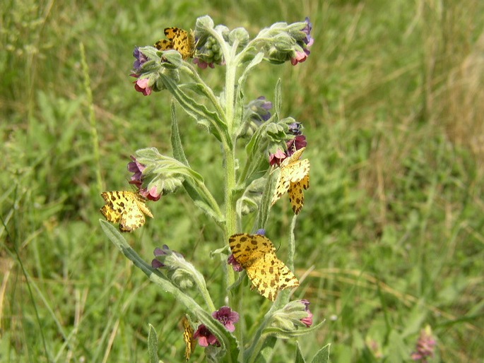 Cynoglossum officinale