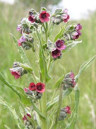 Cynoglossum officinale