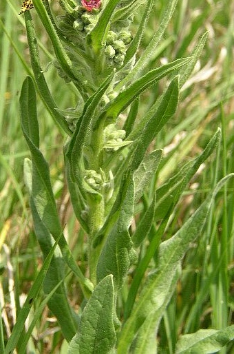 Cynoglossum officinale