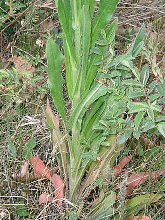 Cynoglossum montanum