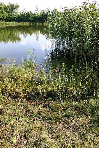 Cyperus flavescens