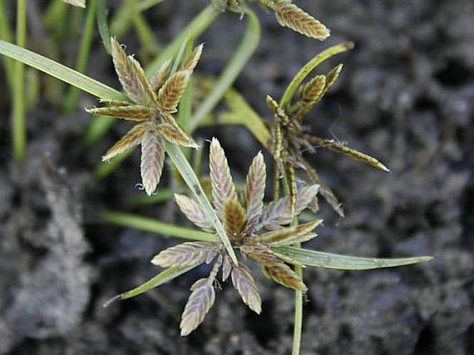 Cyperus flavescens