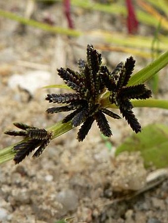 Cyperus fuscus