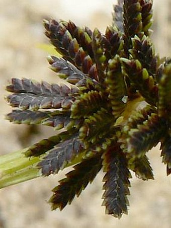 Cyperus fuscus