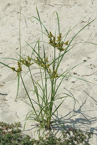 Cyperus glomeratus