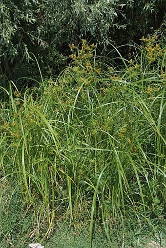 Cyperus glomeratus