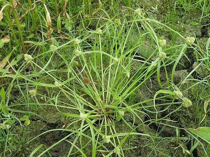 Cyperus michelianus