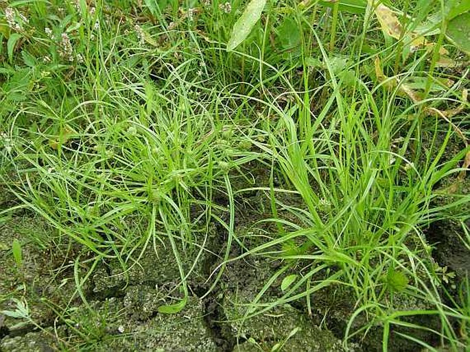 Cyperus michelianus