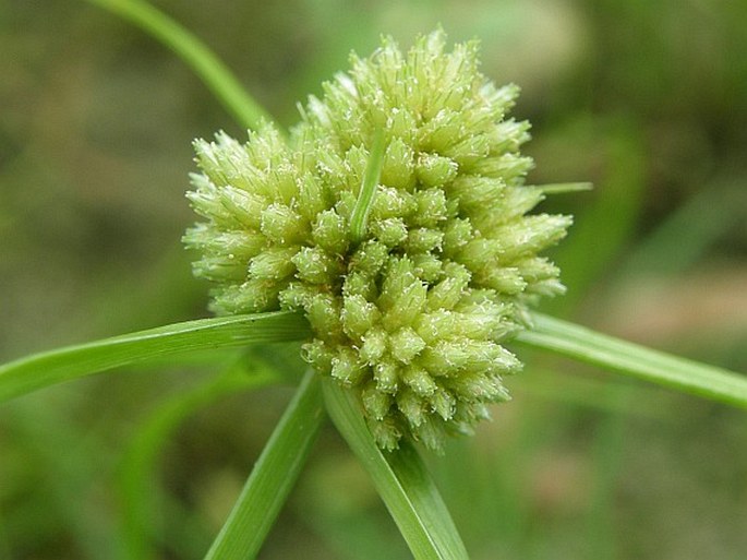 Cyperus michelianus