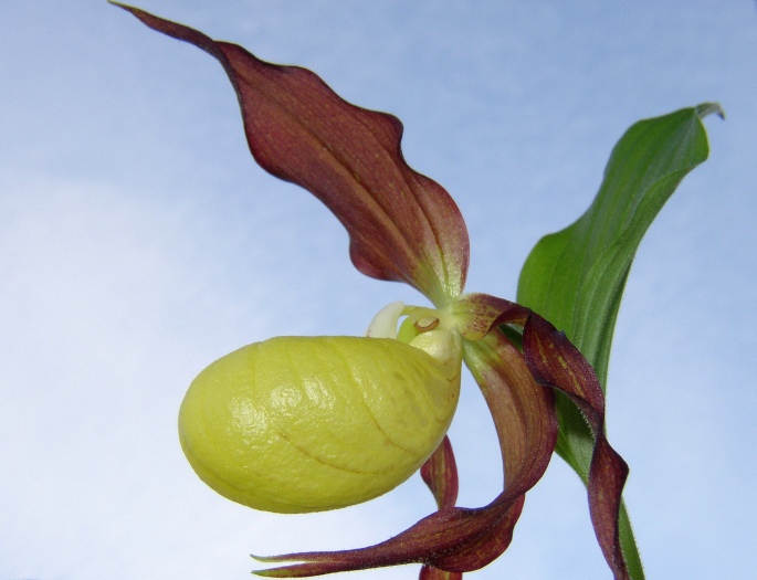 CYPRIPEDIUM CALCEOLUS L. – střevíčník pantoflíček / črievičník papučkový