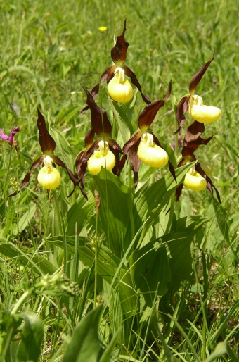 Cypripedium calceolus