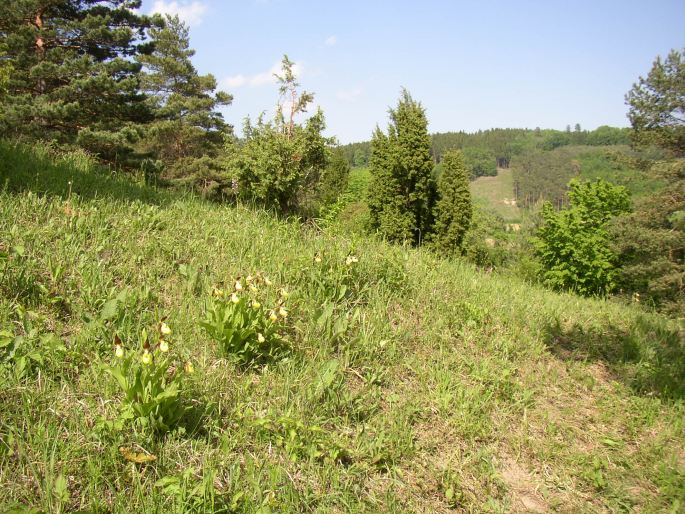 Cypripedium calceolus