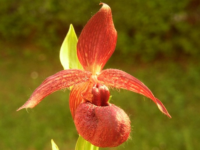 Cypripedium calcicola