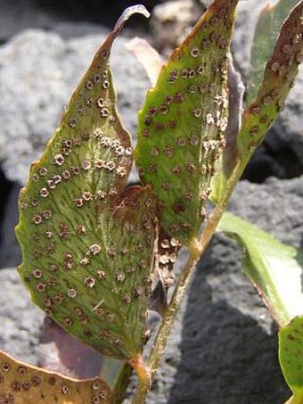 Cyrtomium falcatum