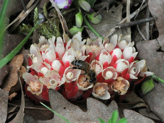 CYTINUS RUBER (Fourr.) Fritsch – ozorna