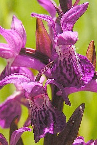 Dactylorhiza majalis subsp. turfosa