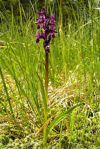 Dactylorhiza majalis subsp. turfosa