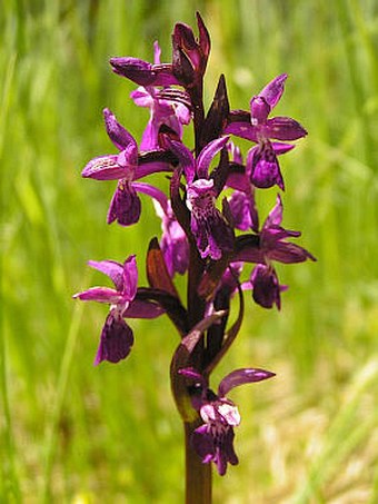 Dactylorhiza majalis subsp. turfosa