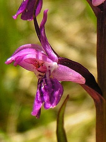 Dactylorhiza majalis subsp. turfosa