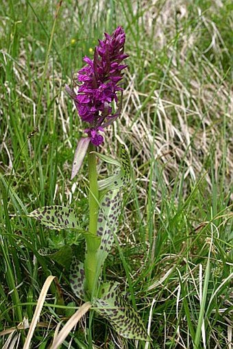 Dactylorhiza majalis subsp. alpestris