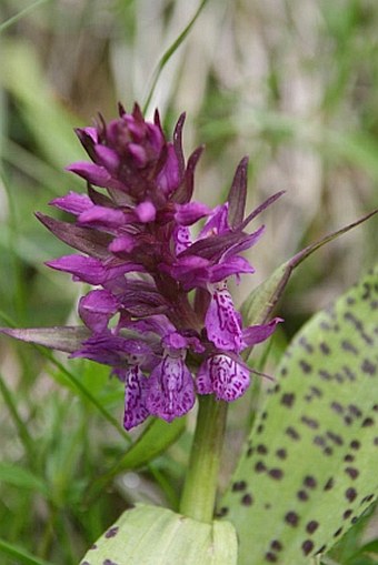 Dactylorhiza majalis subsp. alpestris