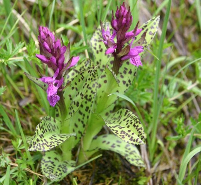 Dactylorhiza majalis subsp. alpestris