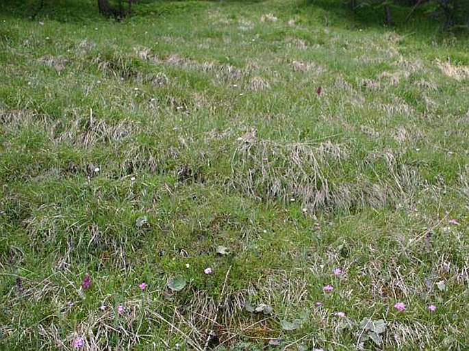 Dactylorhiza majalis subsp. alpestris