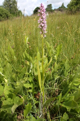 Dactylorhiza baltica