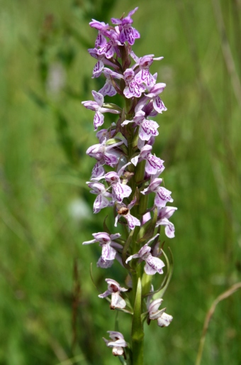 Dactylorhiza baltica