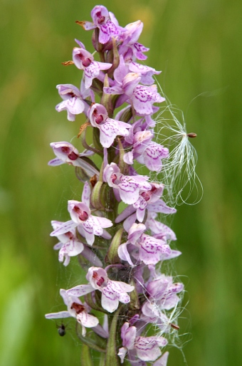 Dactylorhiza baltica