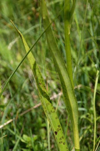 Dactylorhiza baltica