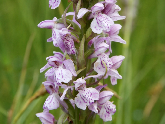 DACTYLORHIZA BALTICA (Klinge) Nevski – prstnatec / vstavačovec