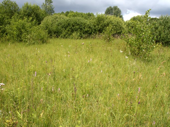 Dactylorhiza baltica