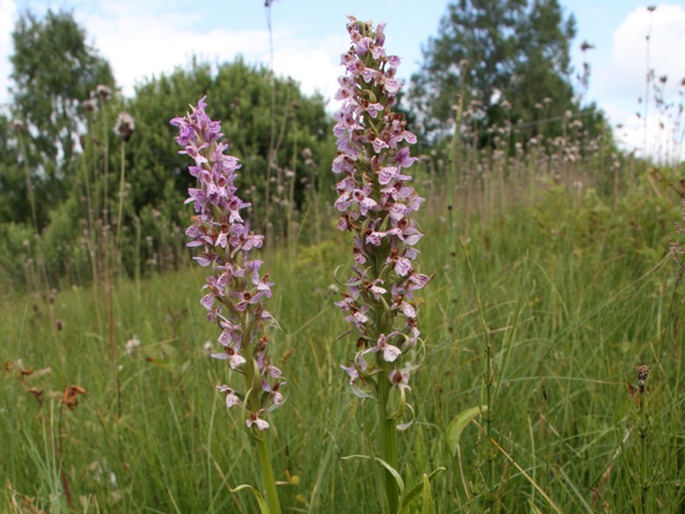 Dactylorhiza baltica