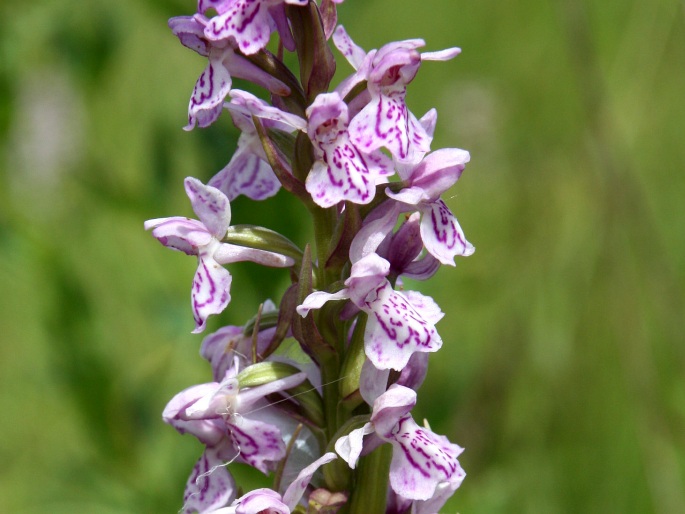 Dactylorhiza baltica