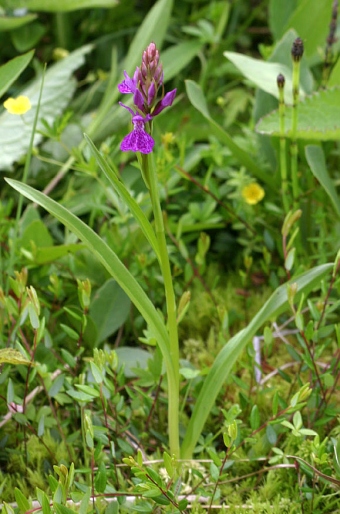 Dactylorhiza maculata subsp. elodes