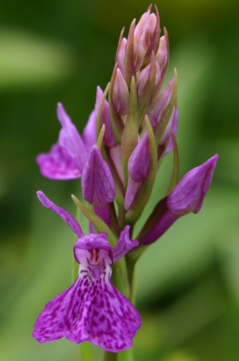 Dactylorhiza maculata subsp. elodes