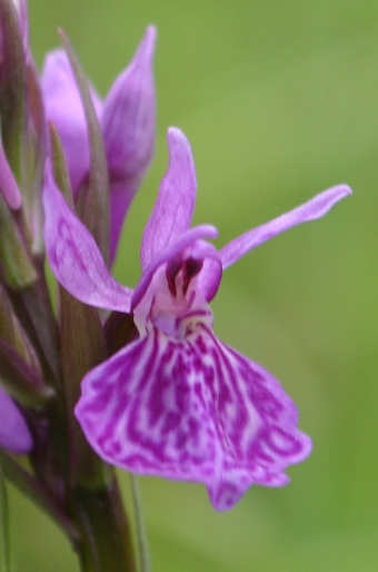 Dactylorhiza maculata subsp. elodes