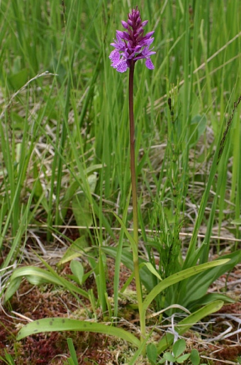 Dactylorhiza maculata subsp. elodes