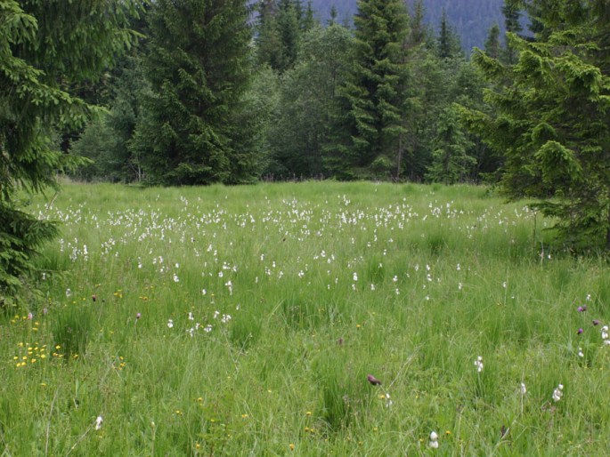 Dactylorhiza maculata subsp. elodes