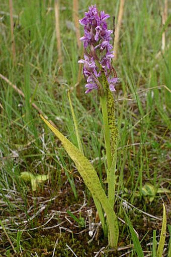 Dactylorhiza incarnata subsp. haematodes